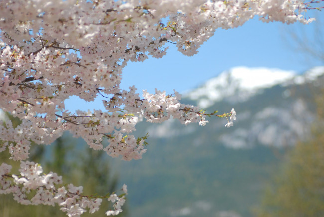 Обои картинки фото цветы, сакура,  вишня, макро, нежность