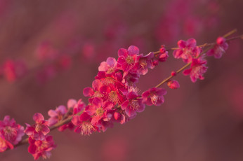 Картинка цветы цветущие+деревья+ +кустарники ветка цветущая веточка цветки листья