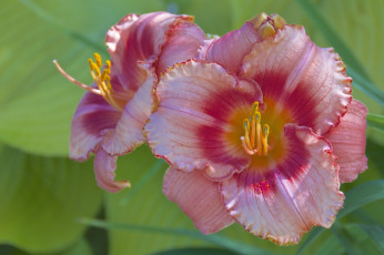 Картинка цветы лилии +лилейники дуэт лепестки макро