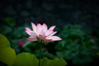 Картинка цветы лотосы цветок лепестки фон