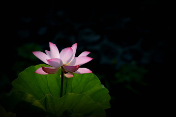 Картинка цветы лотосы цветок лепестки фон