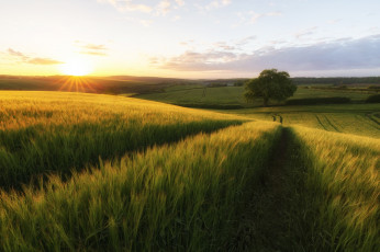 Картинка природа поля поле рожь дорога дерево солнце