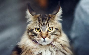 Картинка кошка животные коты