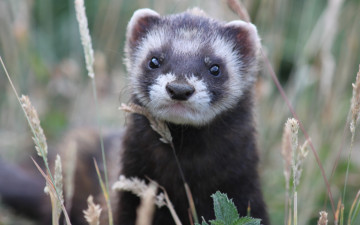 Картинка животные хорьки +куницы +горностаи +ласки +соболи взгляд трава хорек