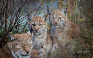 Картинка животные рыси рысь рысята рысенок природа троица мама дети