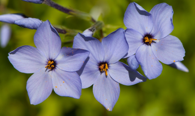 Обои картинки фото цветы, макро