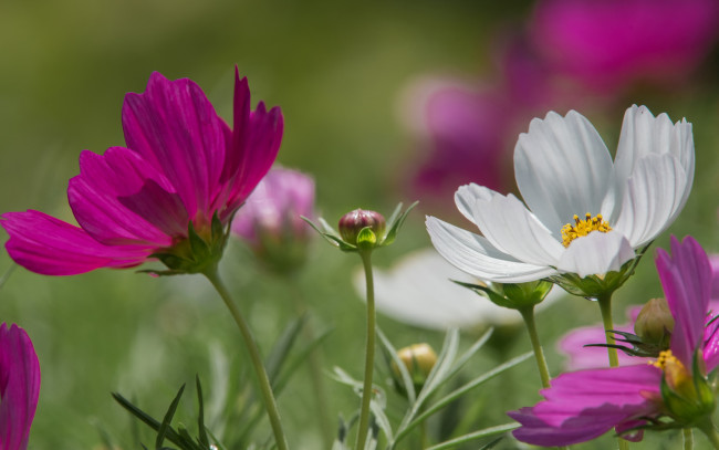 Обои картинки фото цветы, космея, боке, космос