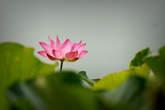 Обои картинки фото цветы, лотосы, цветок, лепестки, фон