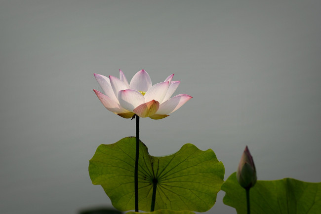 Обои картинки фото цветы, лотосы, цветок, лепестки, фон