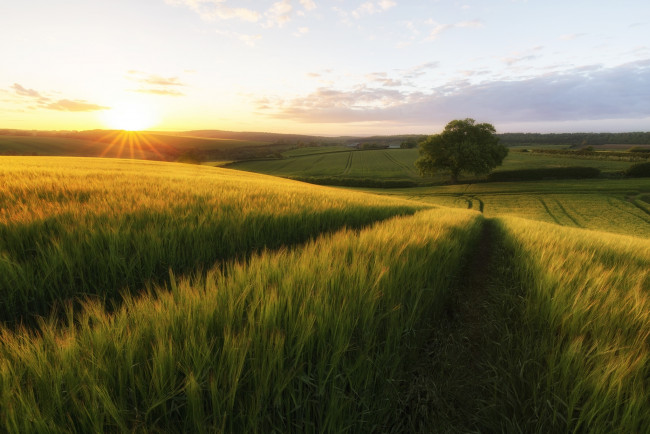 Обои картинки фото природа, поля, поле, рожь, дорога, дерево, солнце