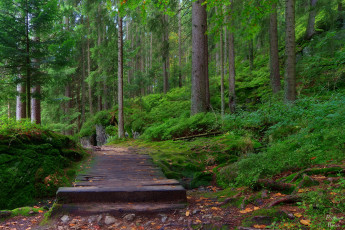 Картинка природа дороги тракт