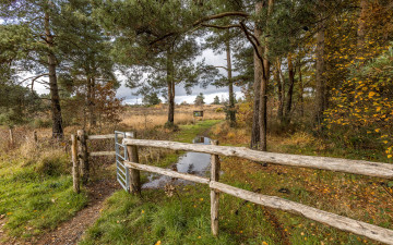 Картинка природа лес деревья