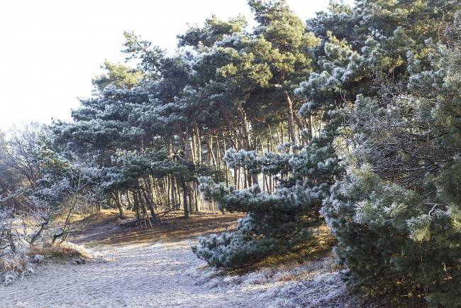 Обои картинки фото природа, лес, деревья