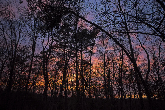 Обои картинки фото природа, лес, деревья