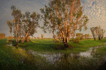 Картинка природа деревья простор