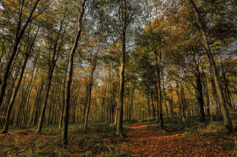 Картинка природа лес простор