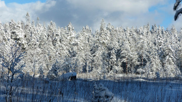 Картинка природа зима простор