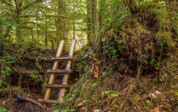 Картинка природа лес простор