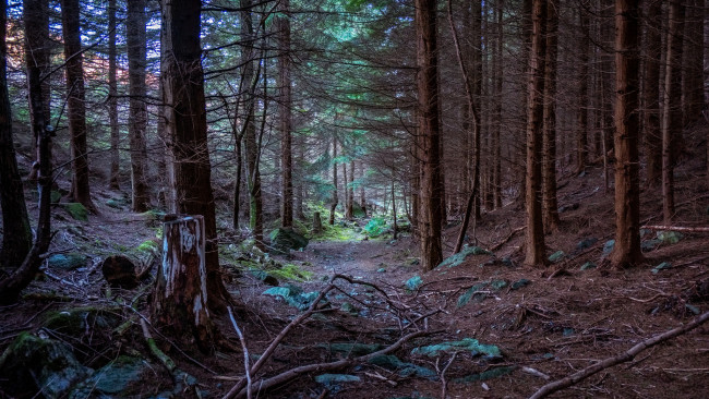 Обои картинки фото природа, лес, простор