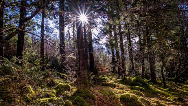 Обои картинки фото природа, лес, простор