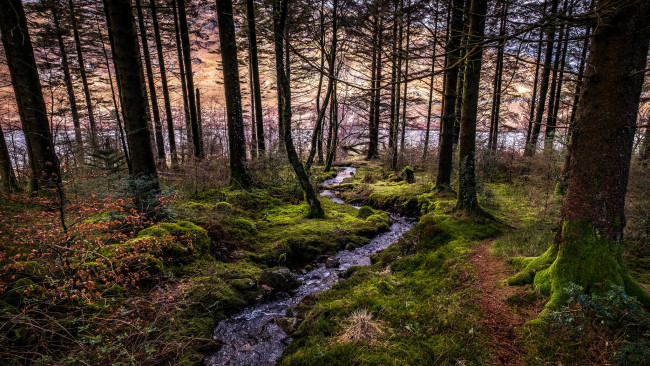 Обои картинки фото природа, лес, простор