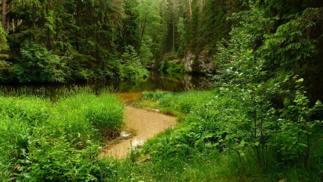 Обои картинки фото природа, лес, простор