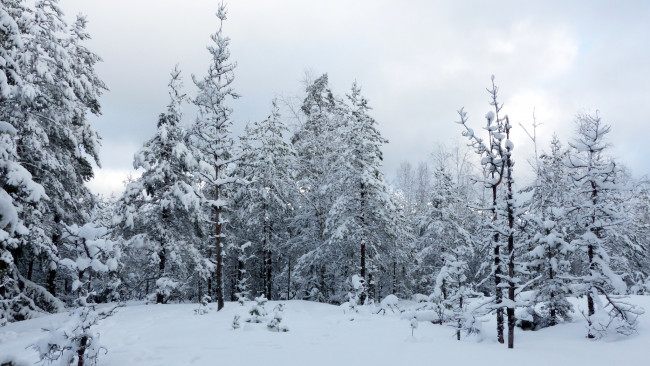 Обои картинки фото природа, зима, простор