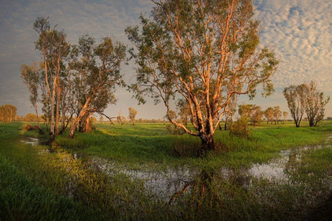 Обои картинки фото природа, деревья, простор