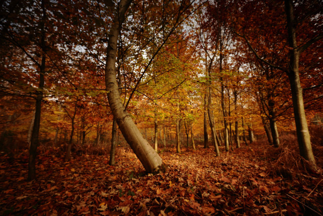 Обои картинки фото природа, лес, простор