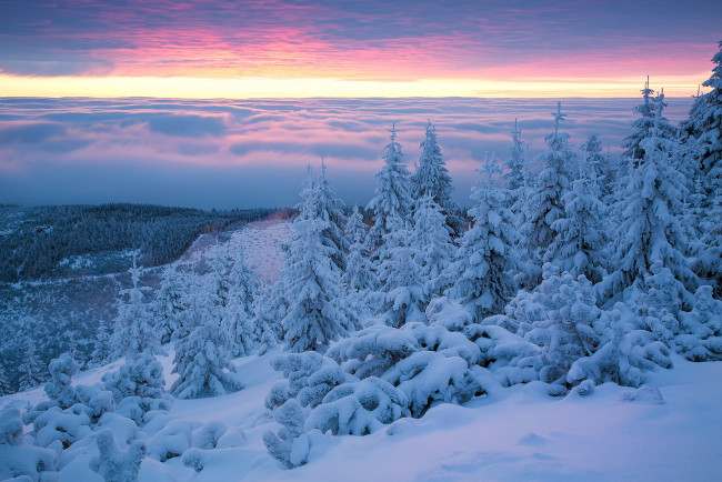 Обои картинки фото природа, зима, деревья, снег