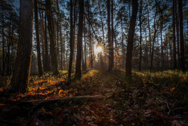 Обои картинки фото природа, лес, простор