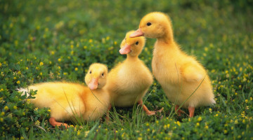 Картинка животные утки утята трава цветы