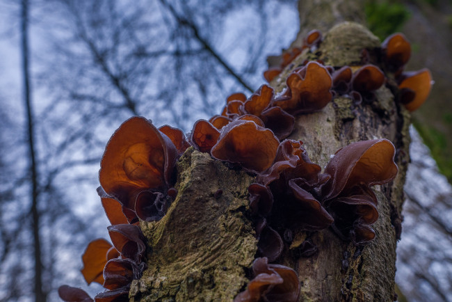 Обои картинки фото природа, грибы