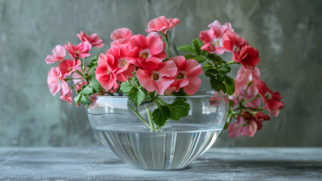 Картинка 3д+графика цветы+ flowers пеларгония