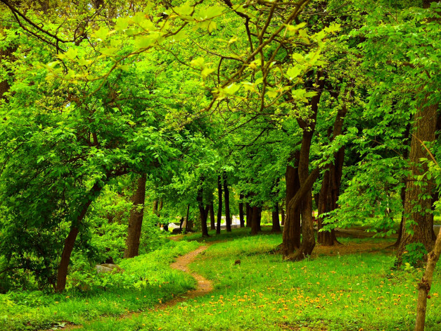 Обои картинки фото природа, парк, деревья, поляна, тропинка