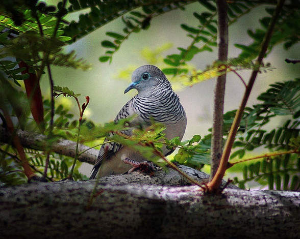 Обои картинки фото животные, голуби