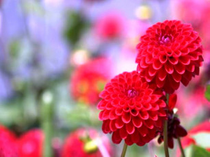 обоя цветы, георгины