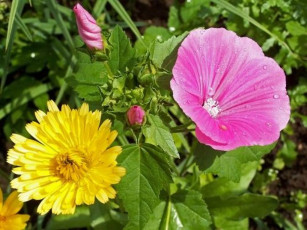 Картинка цветы разные вместе