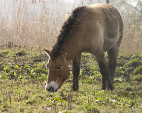 Картинка животные лошади