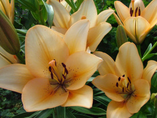 обоя цветы, лилии, лилейники