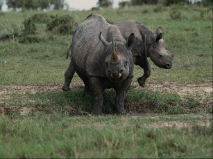 Картинка носорог животные носороги