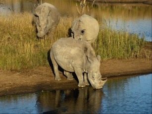 Картинка носорог животные носороги