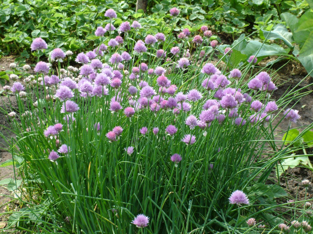 Обои картинки фото цветы, аллиум, декоративный, лук