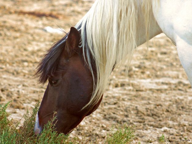 Обои картинки фото животные, лошади