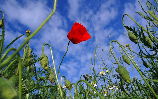 Обои картинки фото цветы, маки