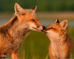 Картинка животные лисы