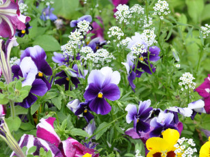 Картинка цветы разные вместе