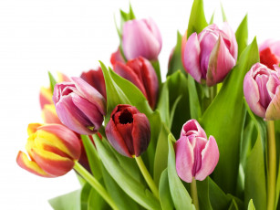 Картинка цветы тюльпаны