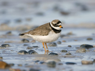 обоя животные, Чайки, бакланы, крачки