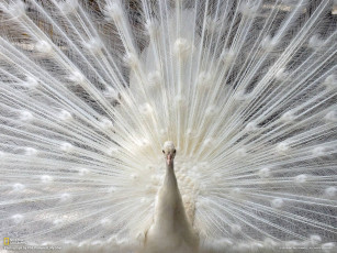 Картинка животные павлины